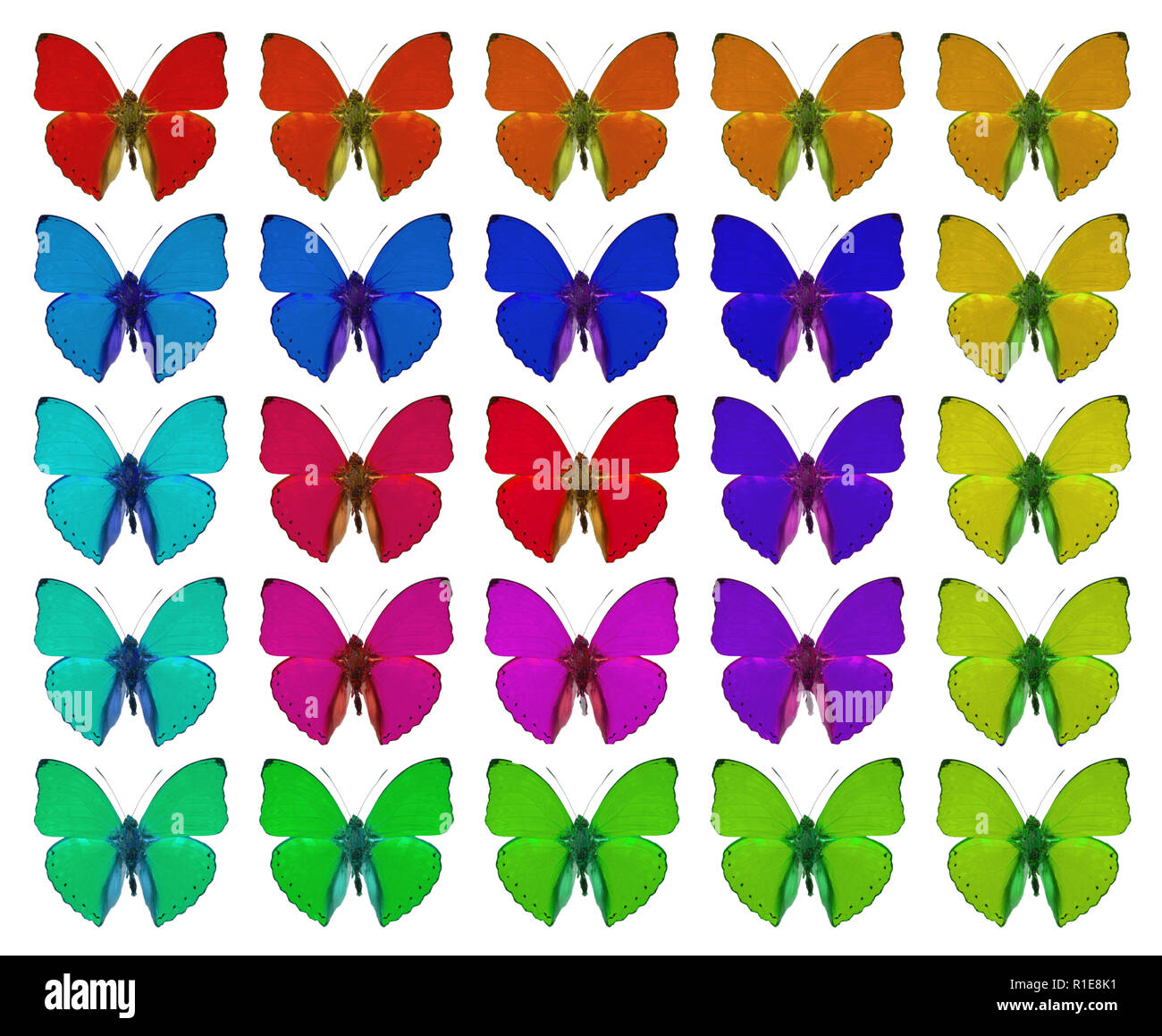 Les papillons montrant concept de couleurs, foule, différence, gradient, répétition Banque D'Images