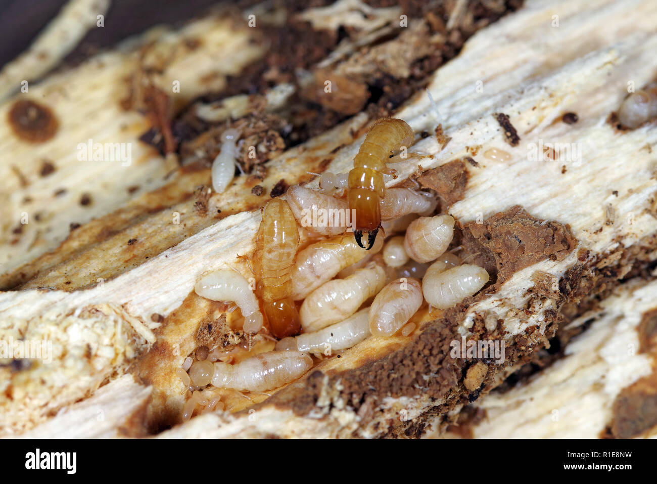 Yellownecked-sec termite Kalotermes flavicollis (bois), un ravageur important dans les pays méditerranéens Banque D'Images