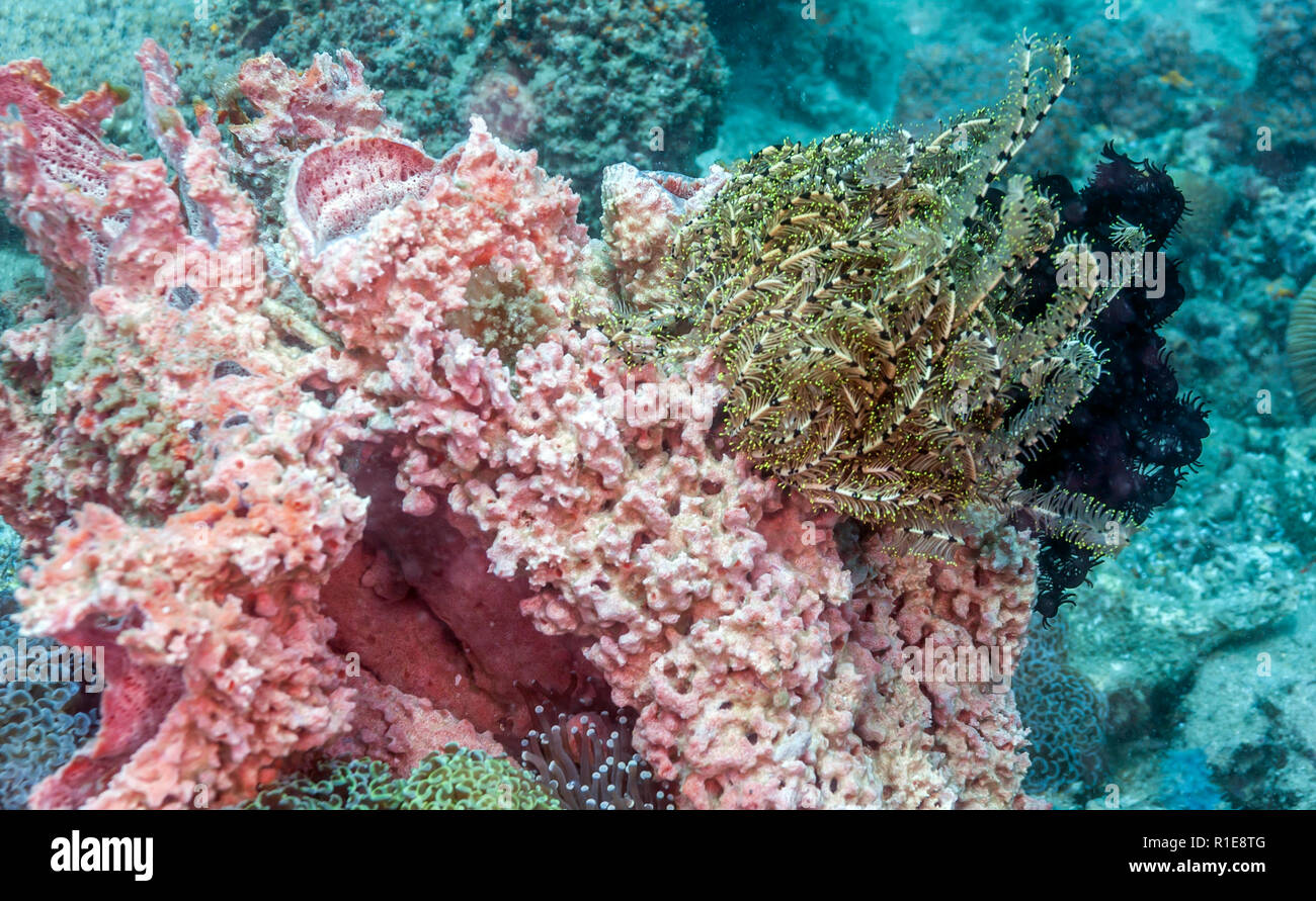 Les Crinoïdes sont des animaux marins qui composent la classe Crinoidea Banque D'Images