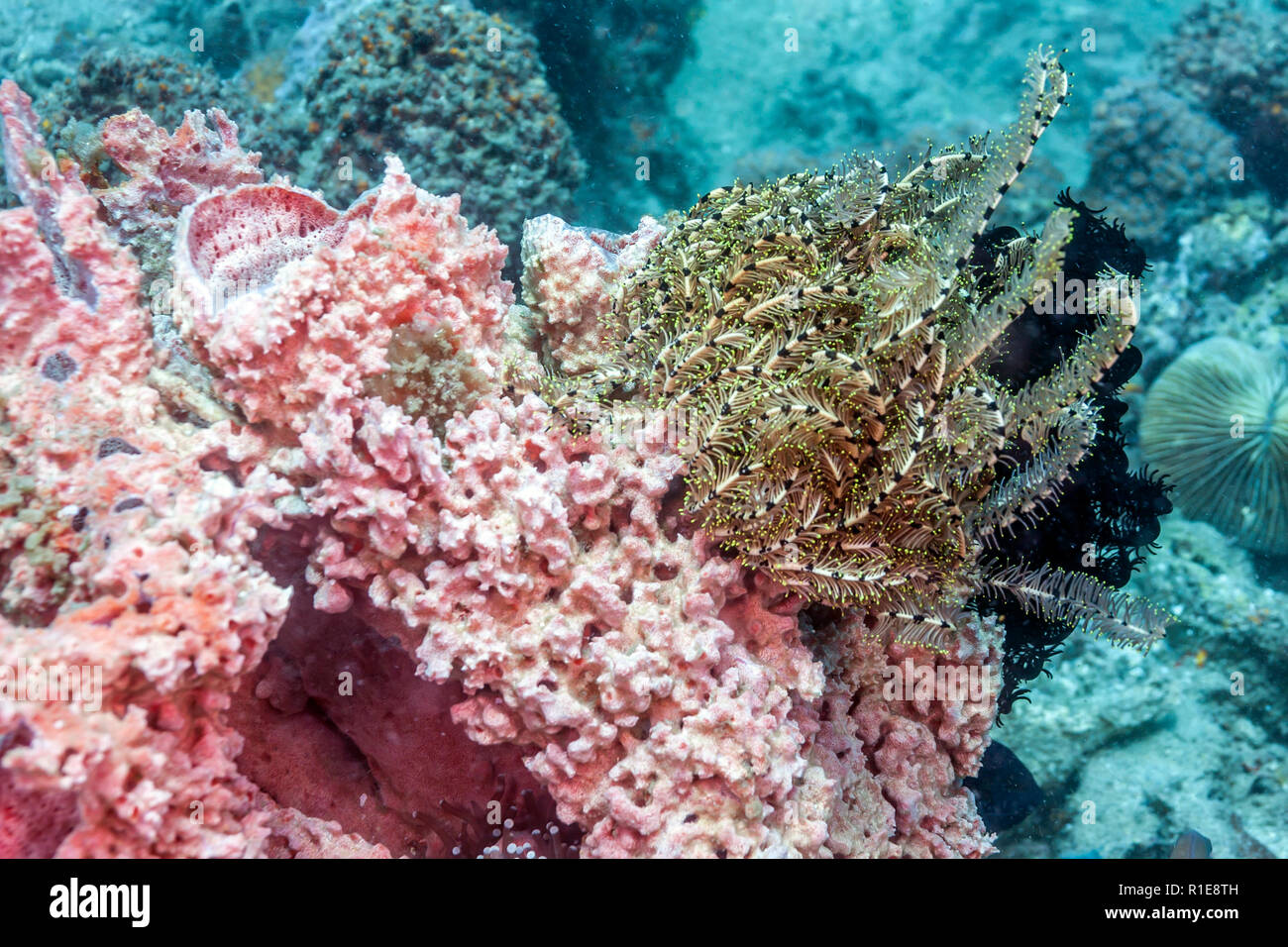 Les Crinoïdes sont des animaux marins qui composent la classe Crinoidea Banque D'Images