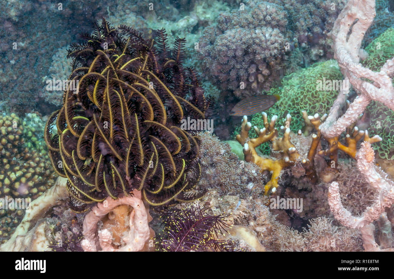 Les Crinoïdes sont des animaux marins qui composent la classe Crinoidea Banque D'Images