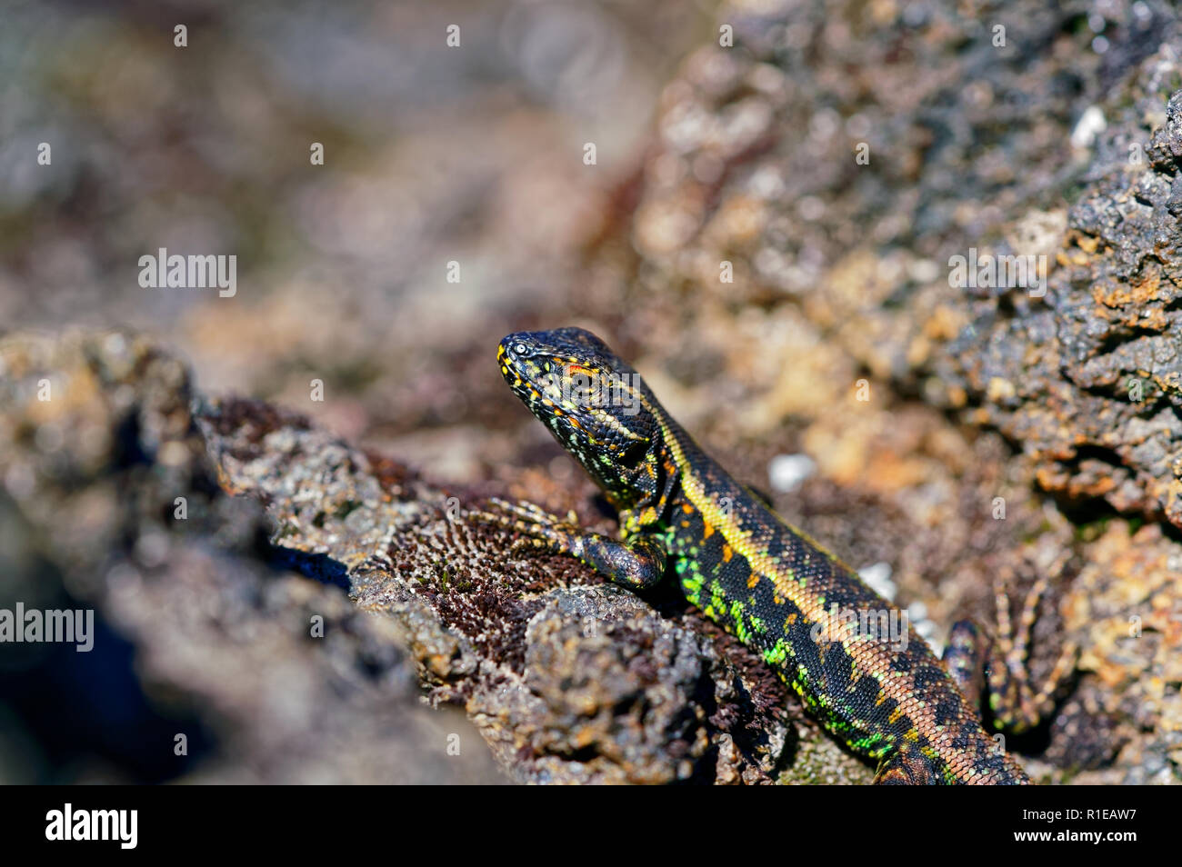 Lizard sur un rocher volcanique, sur les hauteurs du volcan Antillanca Banque D'Images
