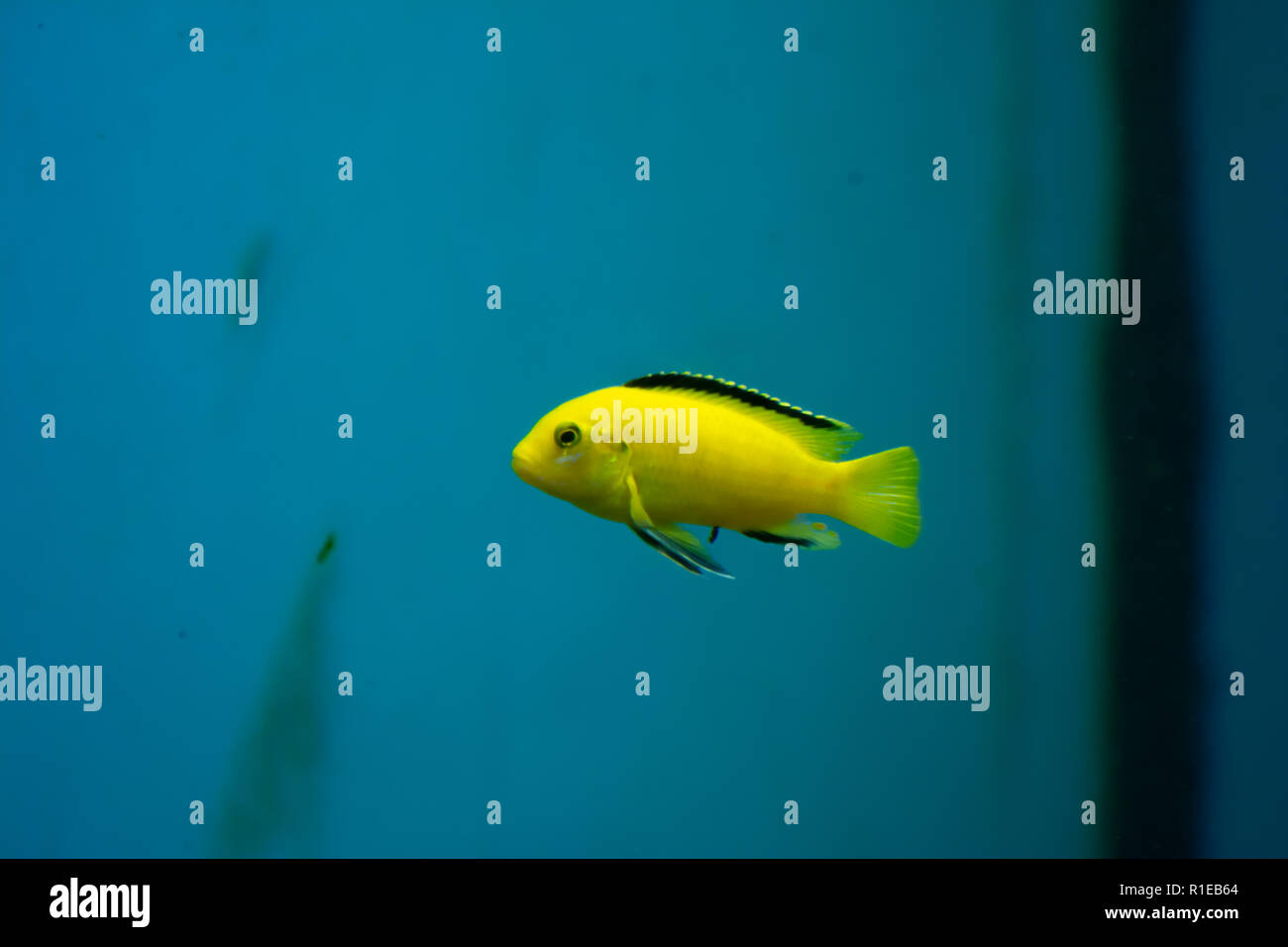 Petit mignon jaune vif dans l'aquarium poisson Banque D'Images