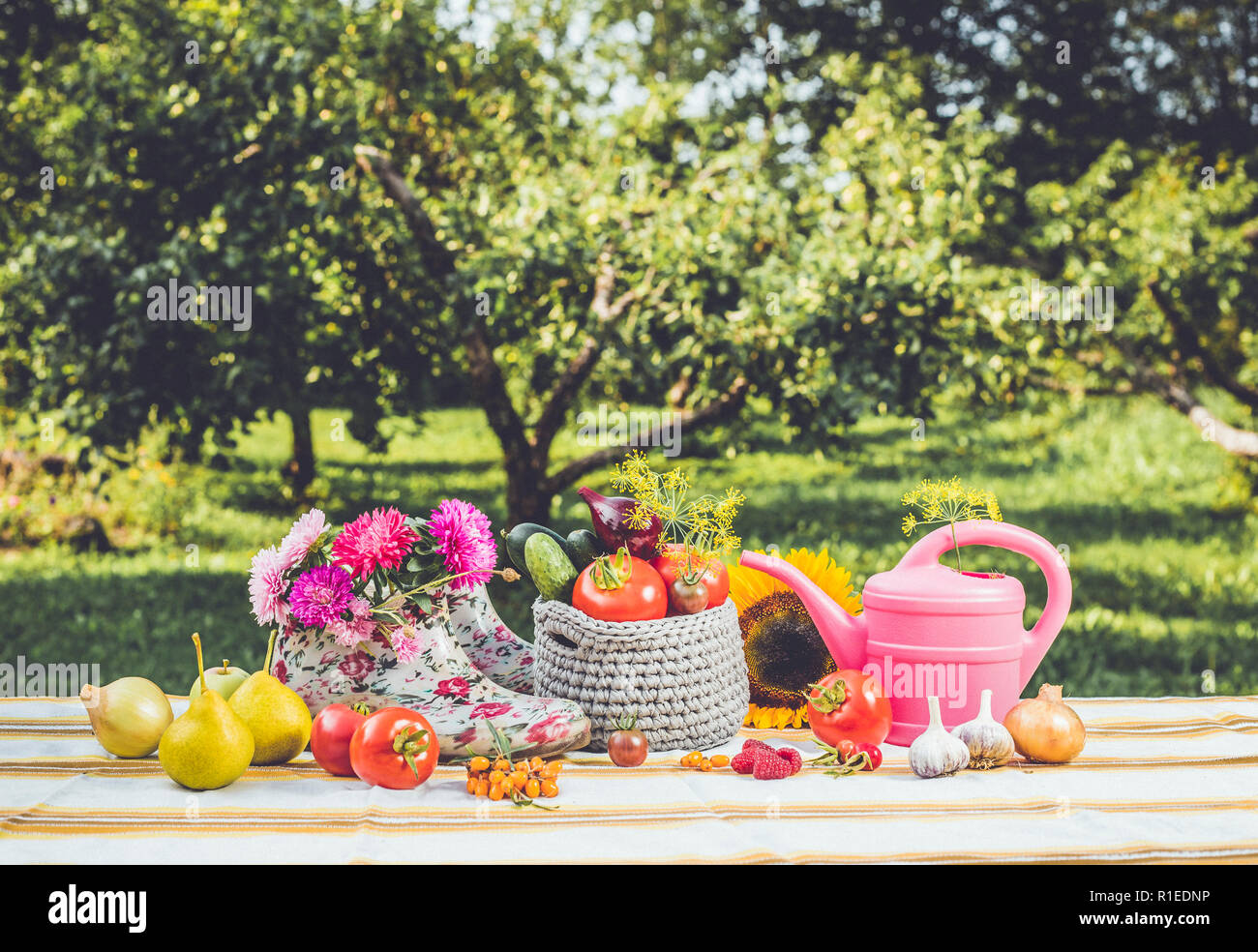 Jardinage de saison set background avec divers fruits d'automne, légumes, outils de jardinier arrosoir rose, blanc pink floral cheville wellies, outdoors Banque D'Images