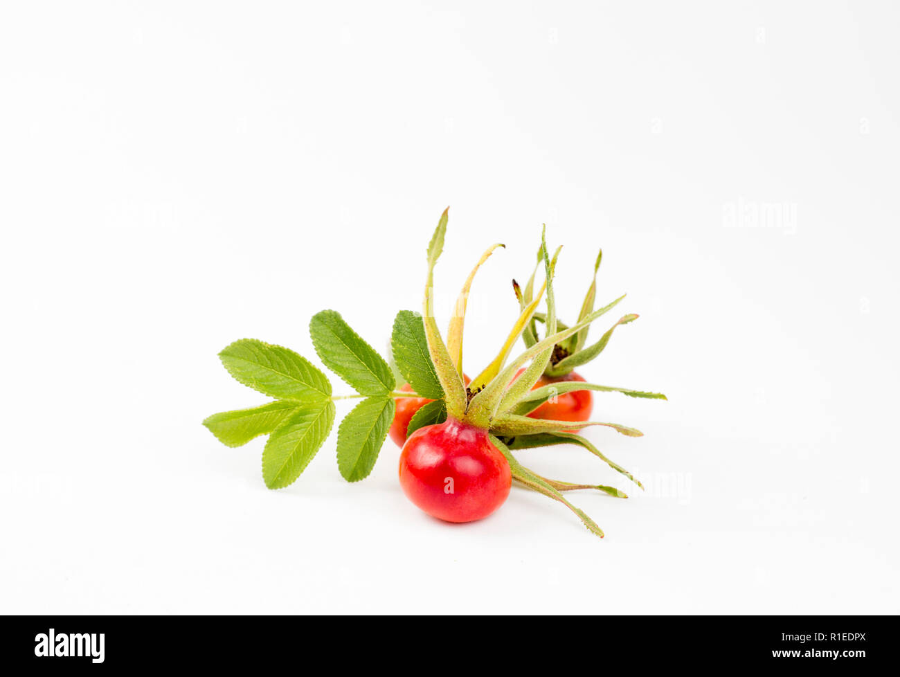 La rose de la hanche ou de l'églantier, appelé aussi rose haw et rose hep, est le fruit de l'accessoire plante rose berries isolé sur fond blanc. Banque D'Images