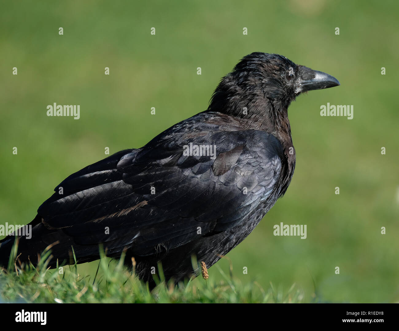 Un corbeau est un oiseau du genre Corvus, ou plus généralement est un synonyme pour tous de Corvus. Banque D'Images