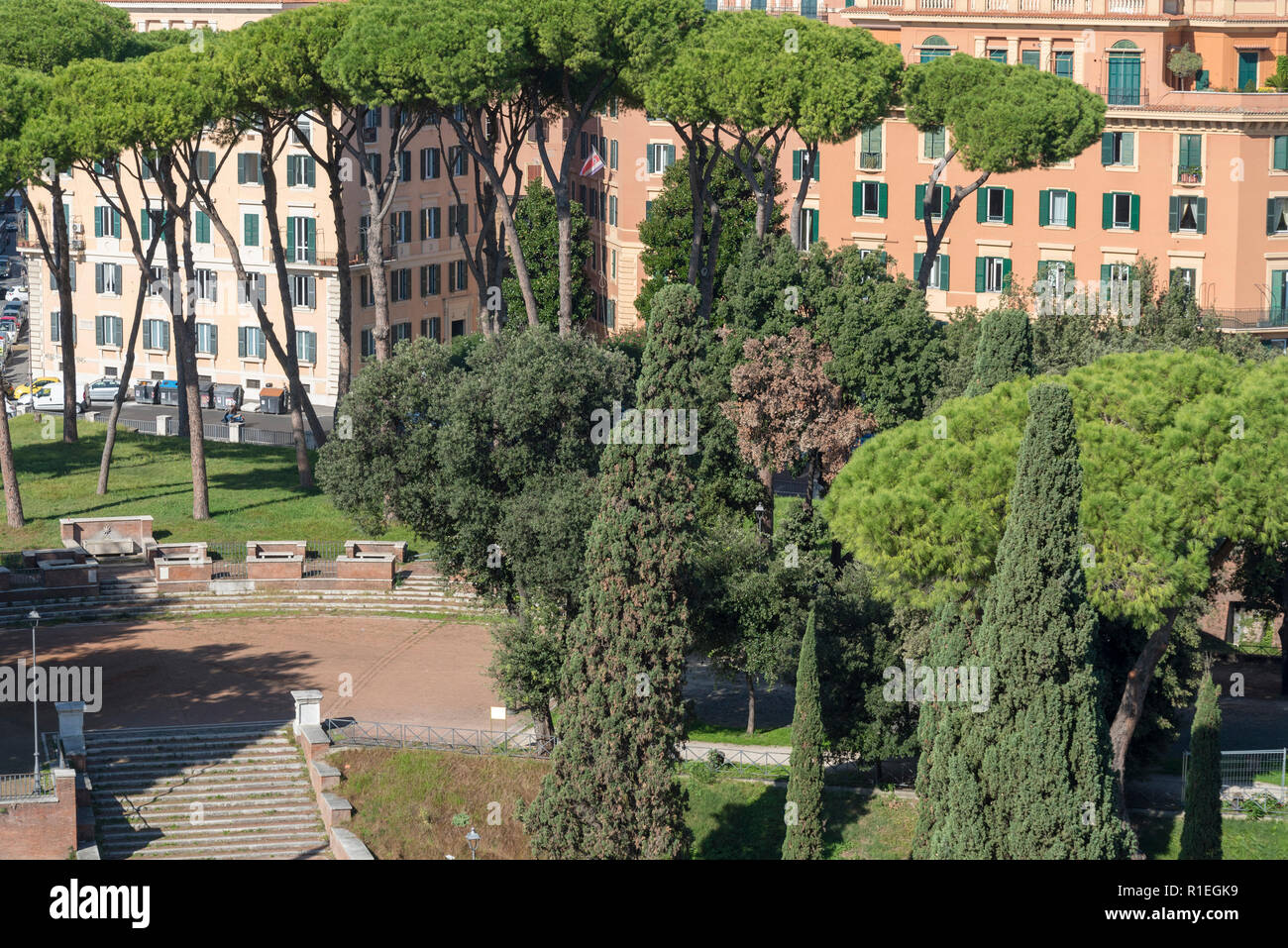 Beaucoup de beaux pins maritimes dans le parc, Rome, Italie. Avis de pins  parasols, nom botanique Pinus pinea, également connu sous le nom de pin et pin  parasol italien umbrel Photo Stock -