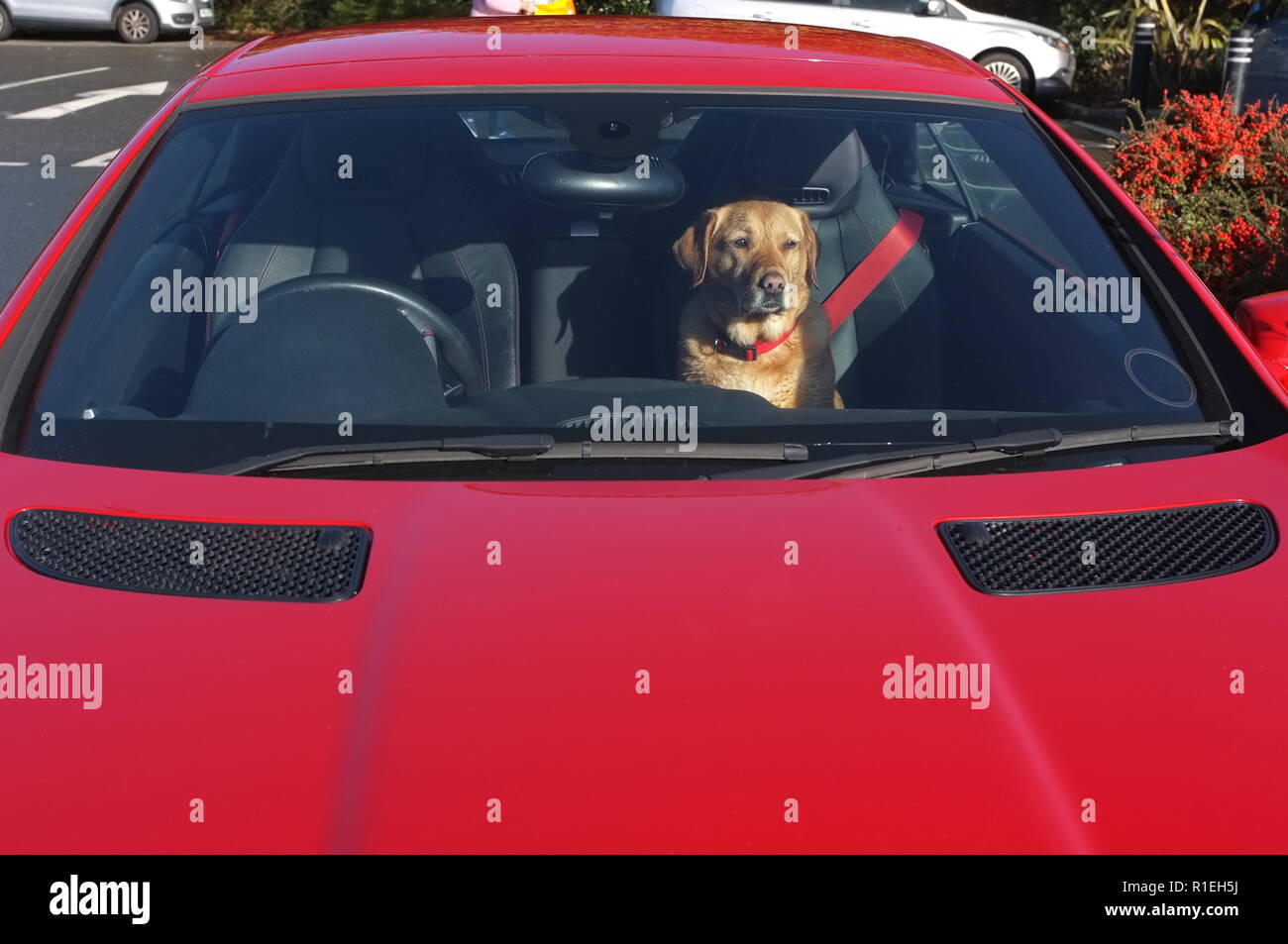 Un Labrador chien dans une voiture rouge sur une journée ensoleillée. Banque D'Images