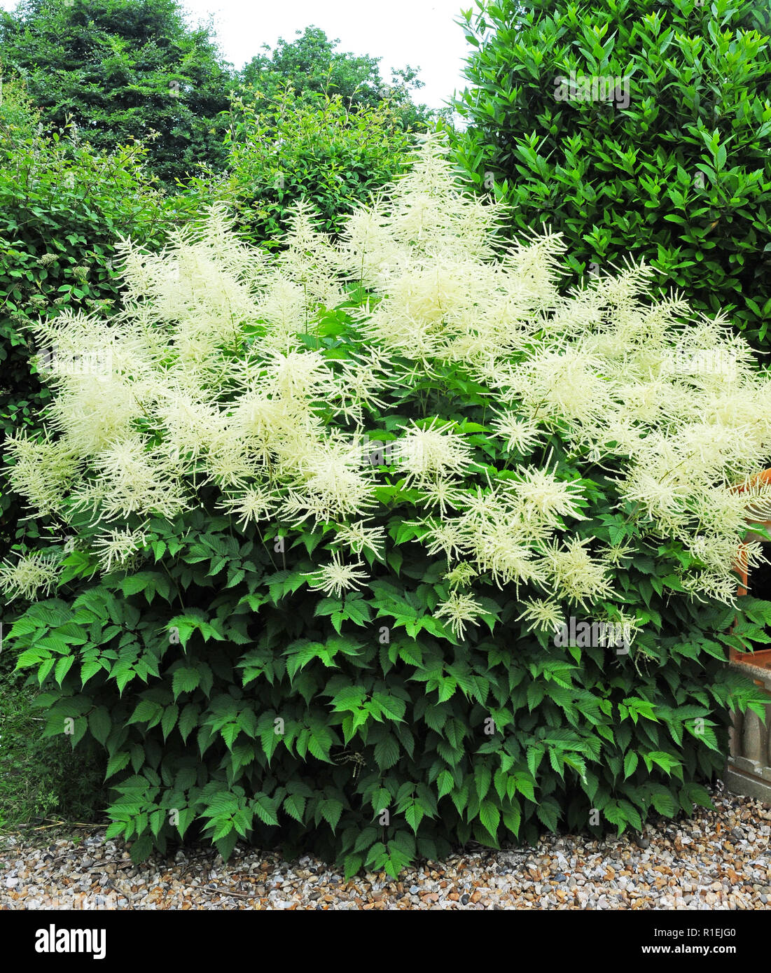 Barbe. Aruncus sylvester. Aruncus dioicus en fleur. Plante entière Banque D'Images