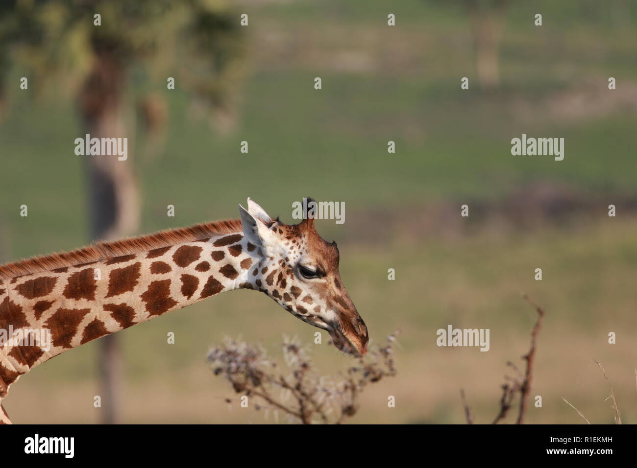 Le profil de Rothchild girafe cou tête manger Parc National Murchison Falls l'Ouganda Banque D'Images