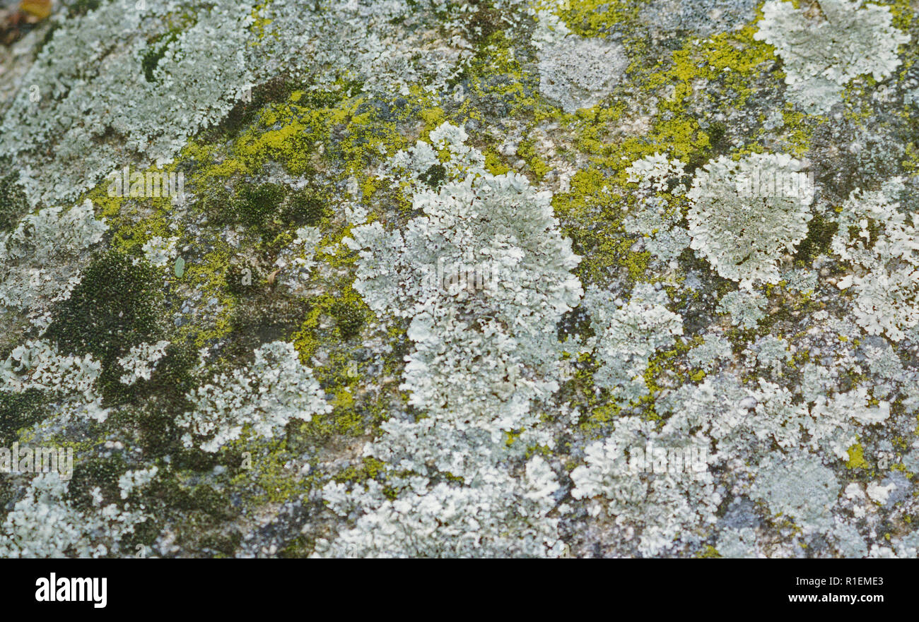 Libre de lichens et mousses sur un bloc de granite Banque D'Images