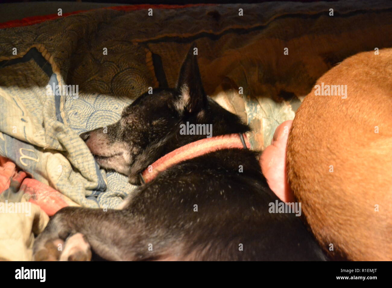 Lazy Jack Russell chien dormir sur le lit Banque D'Images