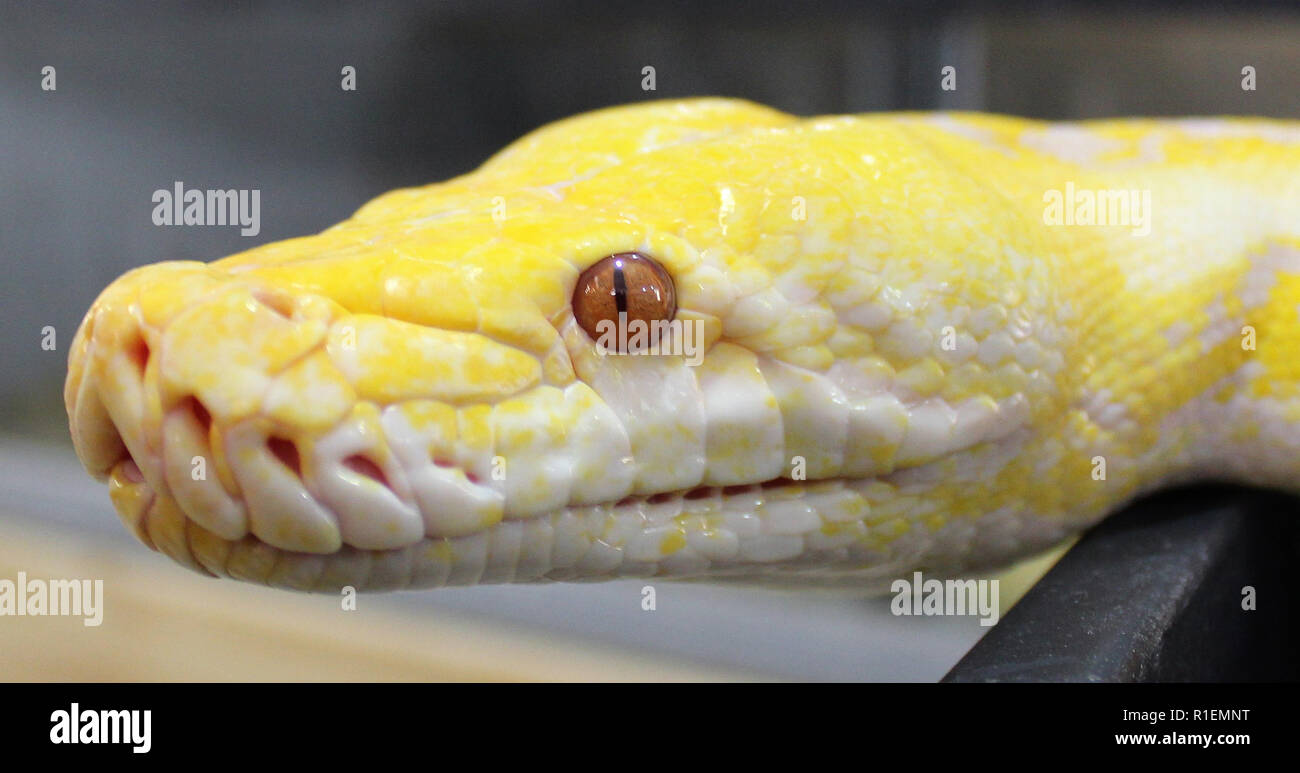 Python réticulé albinos lavande Banque D'Images