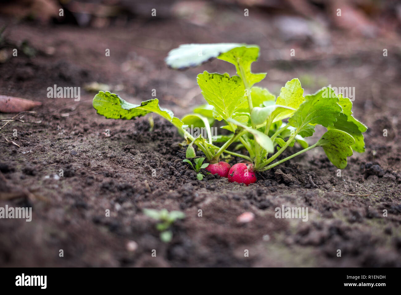 De plus en plus juste de radis rouges frais au printemps sur les sols noirs Banque D'Images