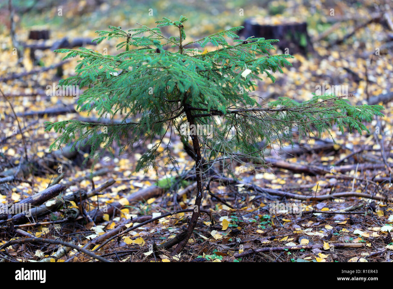 Petit arbre dans un autuminal Bogesundslandet en forêt, près de Stockholm, Suède Banque D'Images