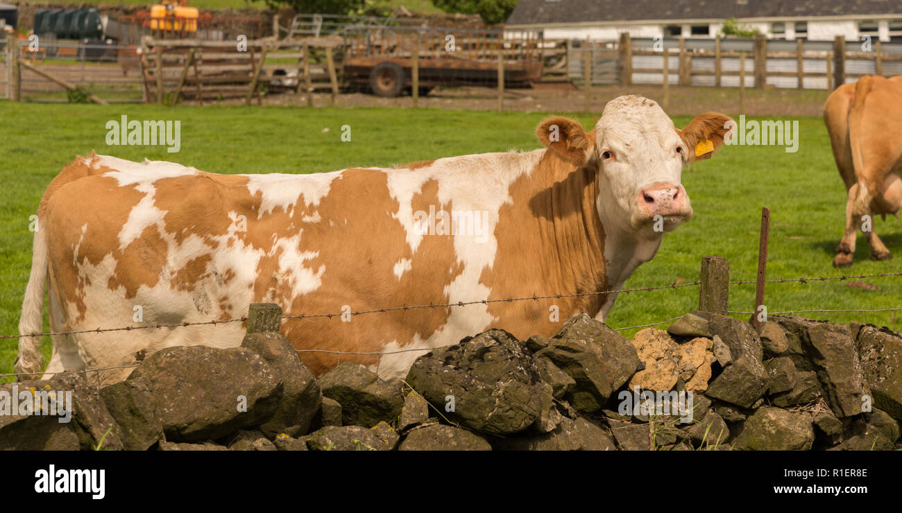 Guernesey vache laitière debout dans un champ derrière un mur de pierres sèches Banque D'Images