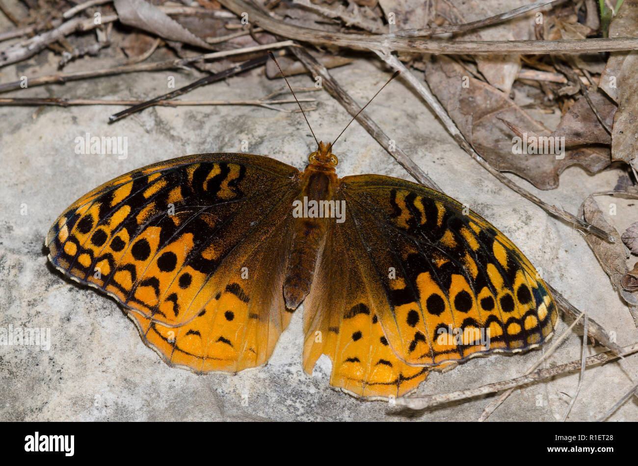 Great Spangled Fritillary, Argynnis cybele, femelle Banque D'Images