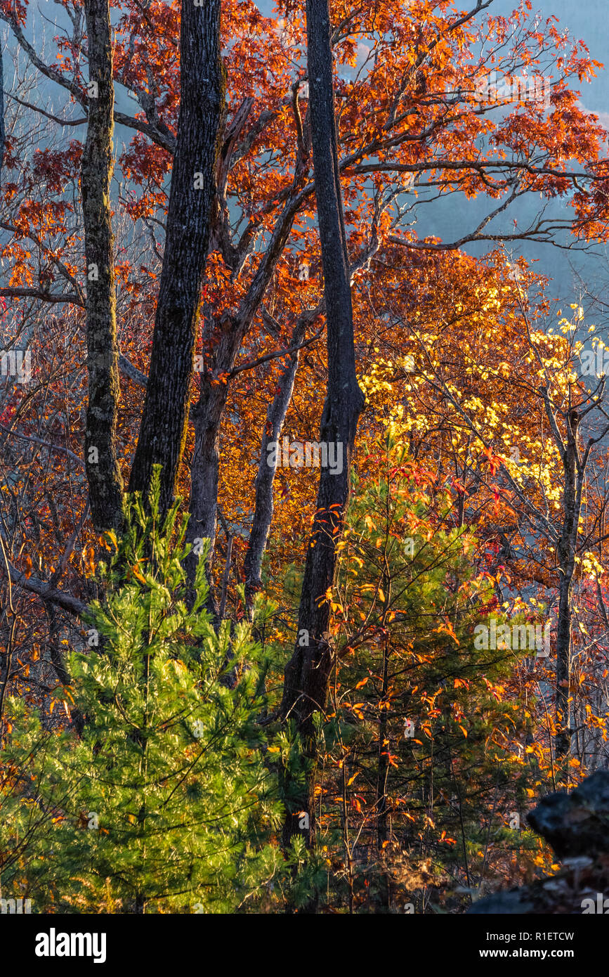 Les arbres d'automne ensoleillée au lever du soleil dans les montagnes Blue Ridge à Sapphire, Caroline du Nord. (USA) Banque D'Images