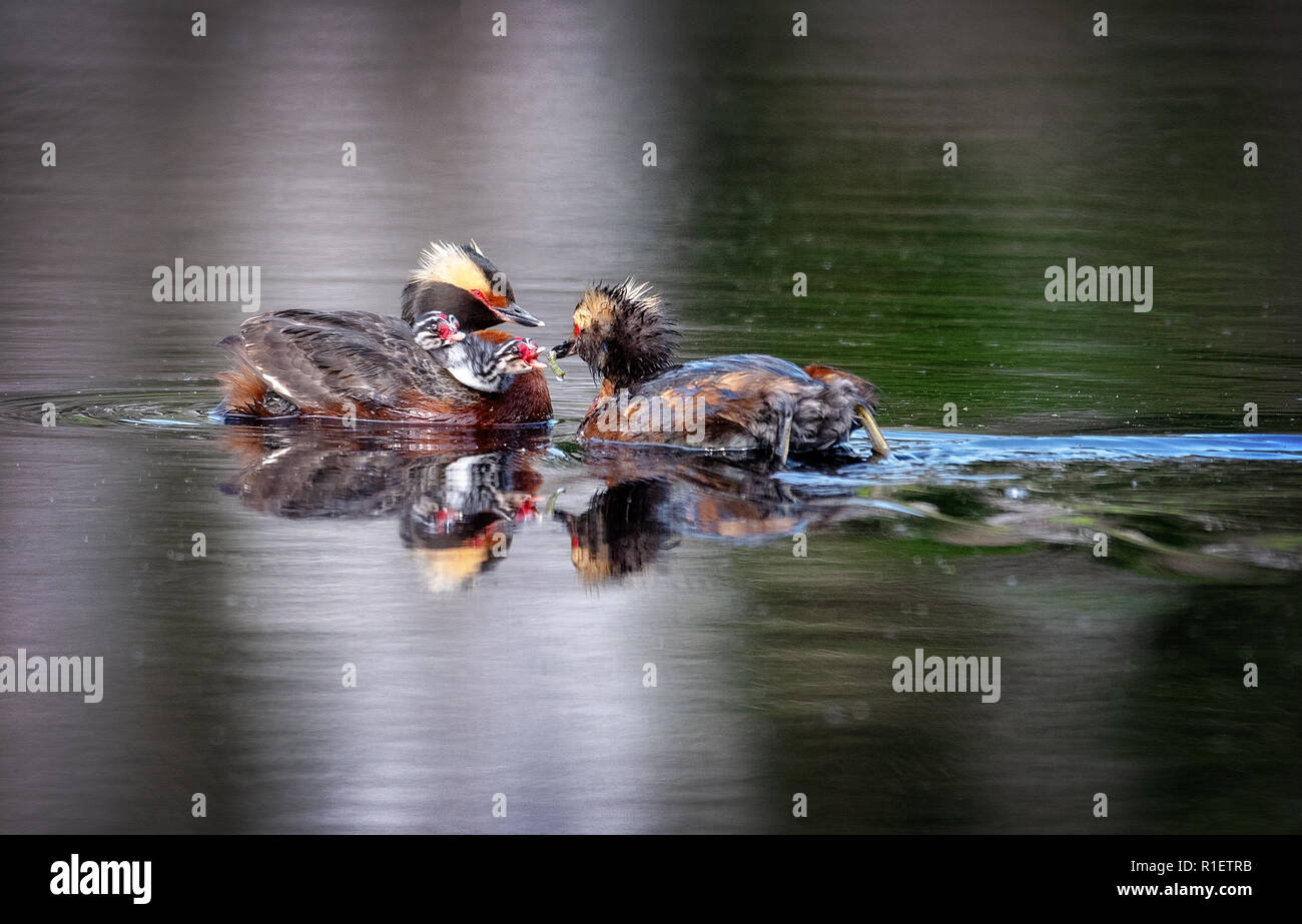 Le grèbe à cou noir (Podiceps nigricollis), connu en Amérique du Nord comme le grèbe Banque D'Images