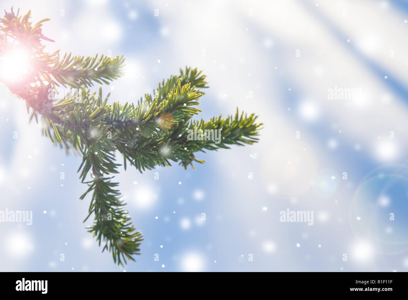 Une branche de pin sur un fond bleu-blanc avec des chutes de neige, éclairé par le soleil, avec un accent. Bonne Année et Noël background Banque D'Images