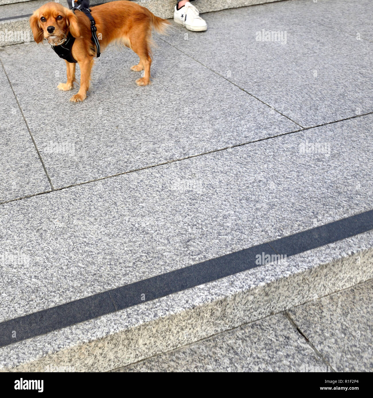 Chien (Spaniel) sur une laisse à Trafalgar Square, Londres, Angleterre, Royaume-Uni. Banque D'Images
