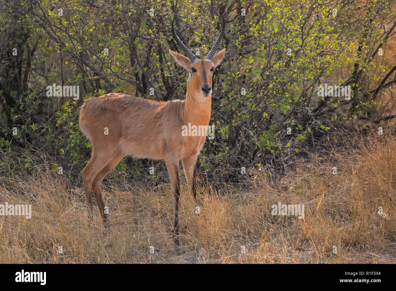 Southern reedbuck Banque de photographies et d’images à haute ...