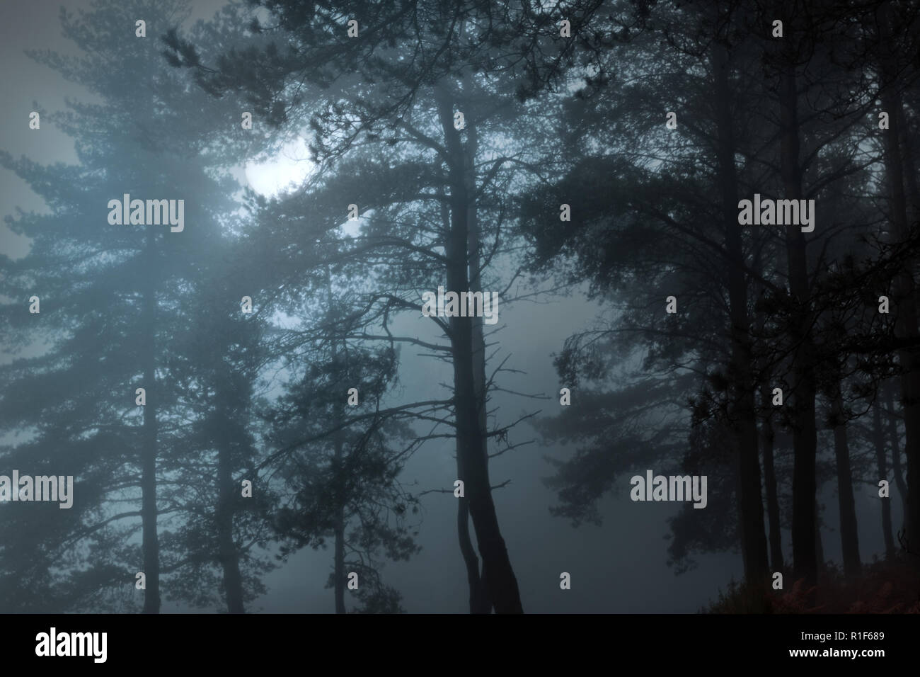 Foggy Forest dans une nuit de pleine lune Banque D'Images