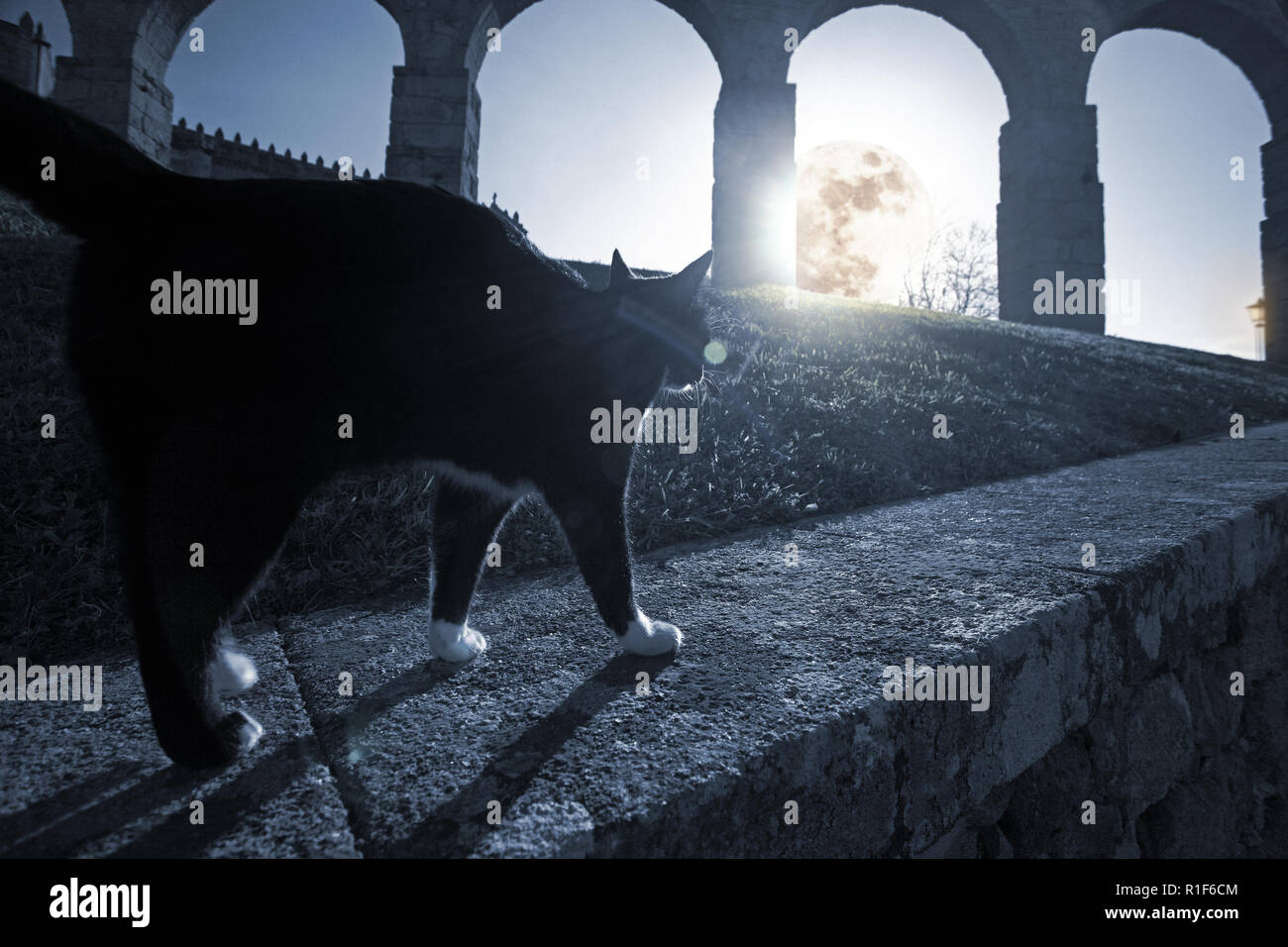 Un chat dans une nuit de pleine lune autour de l'abbaye médiévale et d'un aqueduc en ruine Banque D'Images