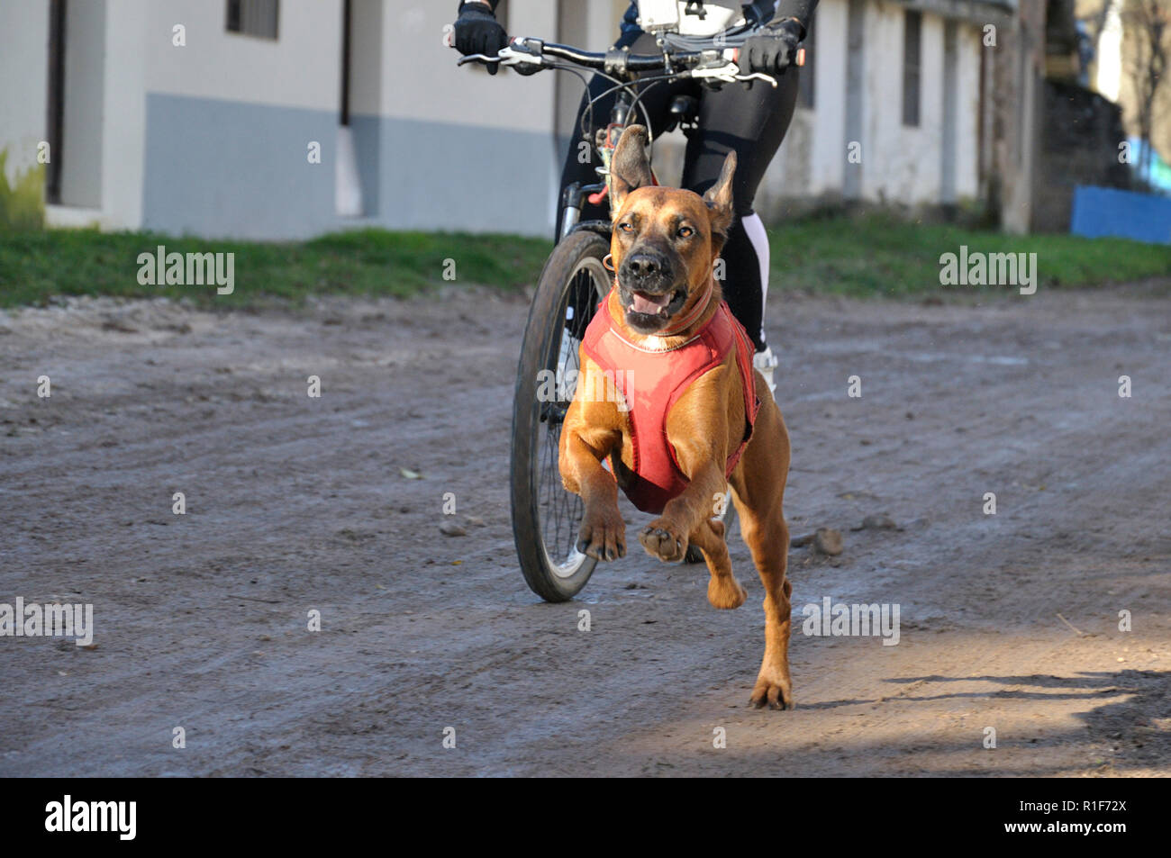 Petit chien et son propriétaire, de prendre part à une course de canicross populaires avec location (bikejoring) Banque D'Images