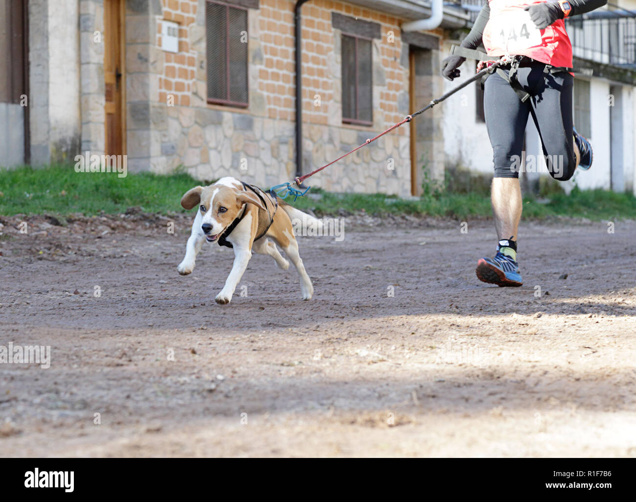 Petit chien et son propriétaire, de prendre part à une course de canicross populaires Banque D'Images