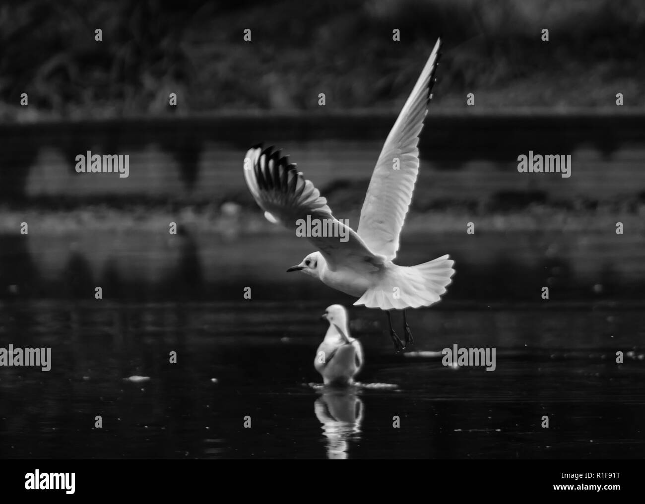 Une photo en noir et blanc d'une mouette qui vole au-dessus de l'eau. Banque D'Images