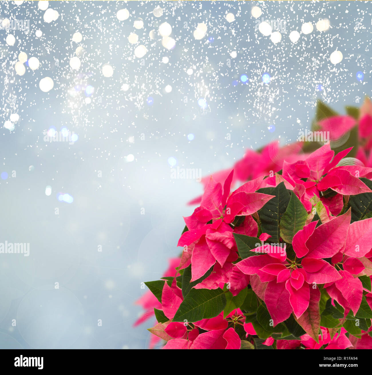 Châssis De Poinsettia Rose Fleur Ou Létoile De Noël Banque