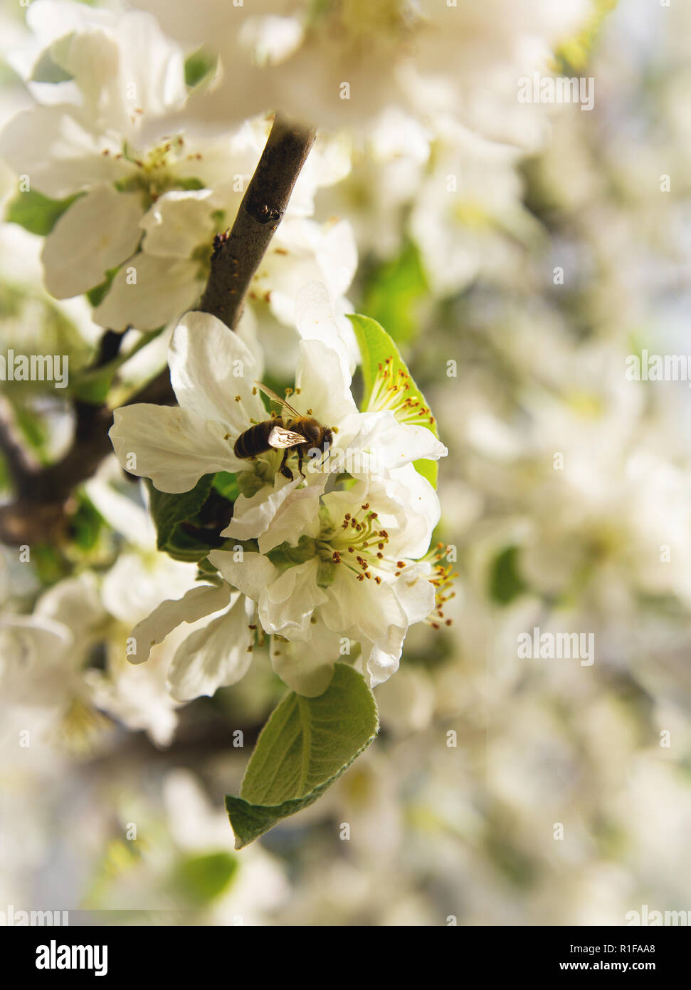 Une branche d'un pommier en fleurs avec un vol d'abeilles jusqu'à ses fleurs Banque D'Images