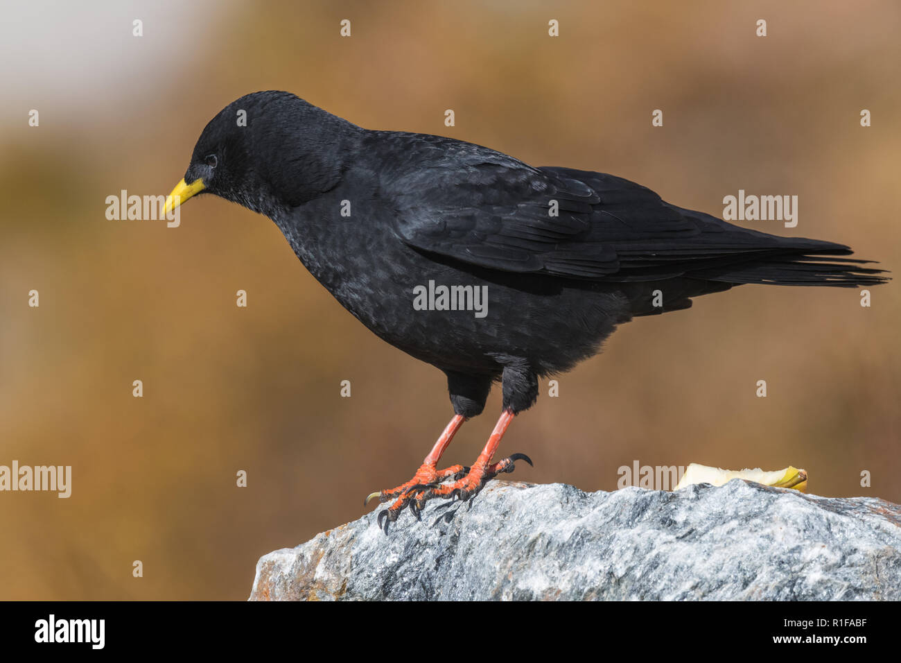 Pyrrhocorax graculus Alpine assis sur la pierre Banque D'Images