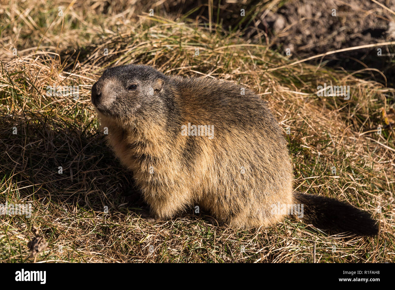 Avant l'hibernation des marmottes dans les Alpes suisses Banque D'Images