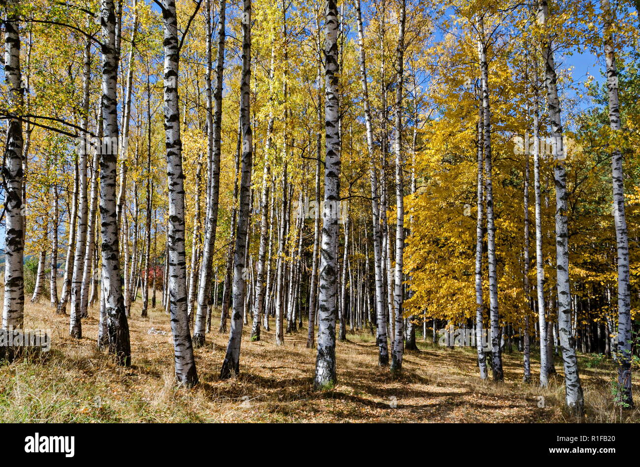 Betula bouleau ou d'automne dans la forêt de montagne pittoresque, Vitosha Bulgarie Banque D'Images