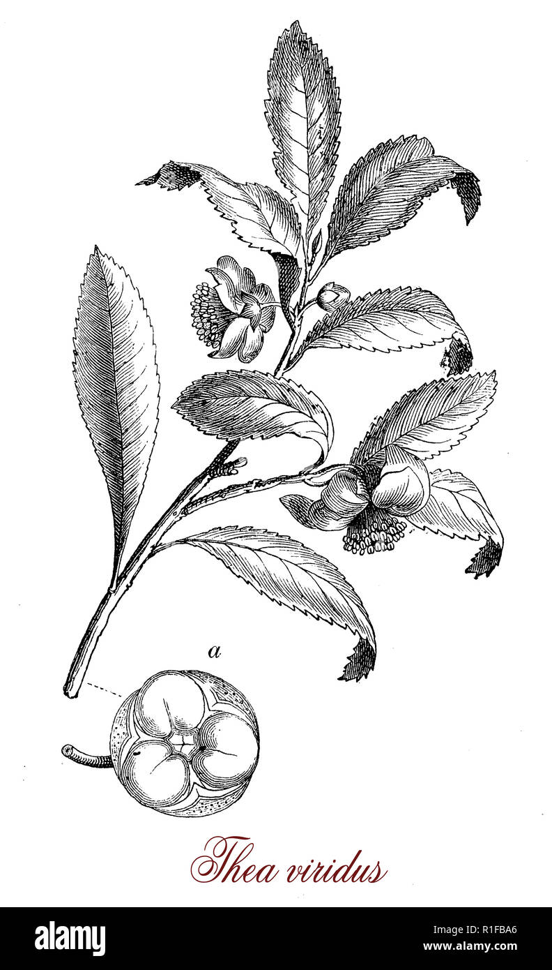 Gravure botanique vintage de Camellia sinensis Petit arbre originaire de l'Asie de l'Est, les feuilles sont utilisées pour produire le thé, feuilles différentes qualités de thé différentes produit âge Banque D'Images