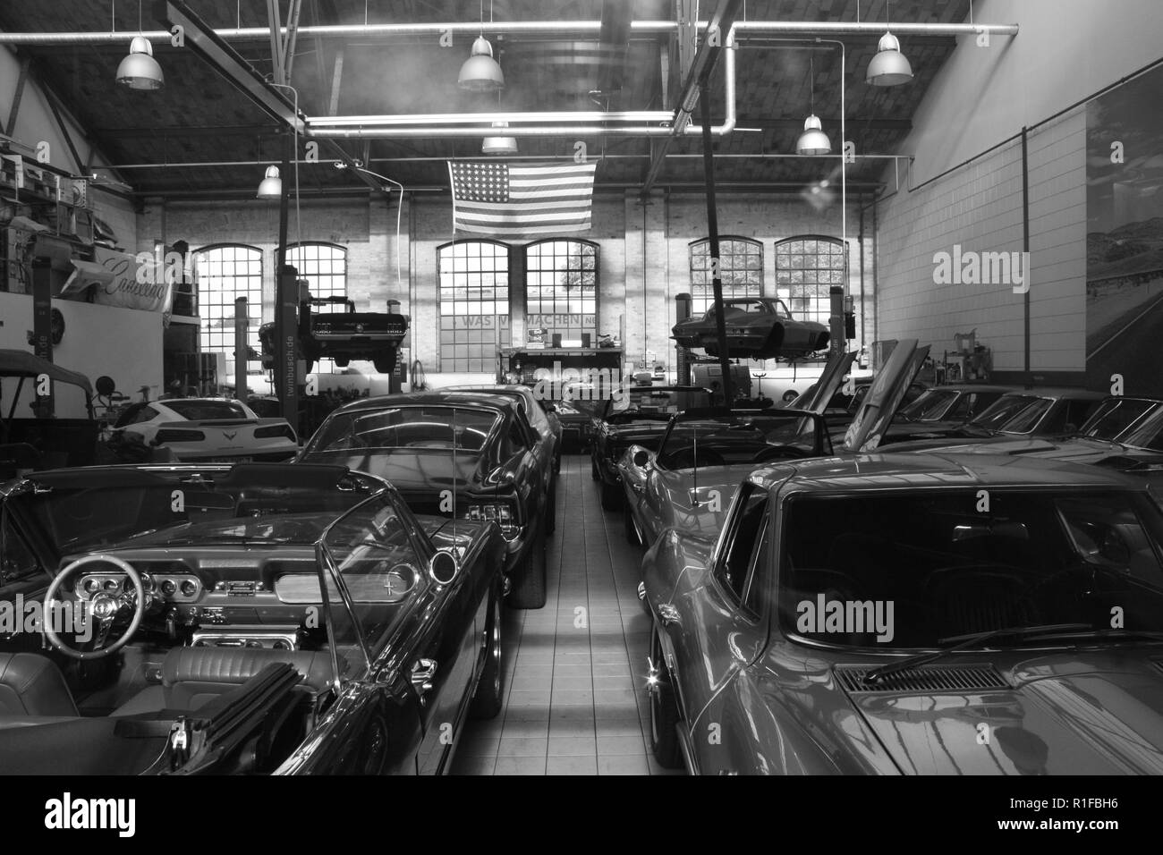 American beauties apprivoisé Banque D'Images