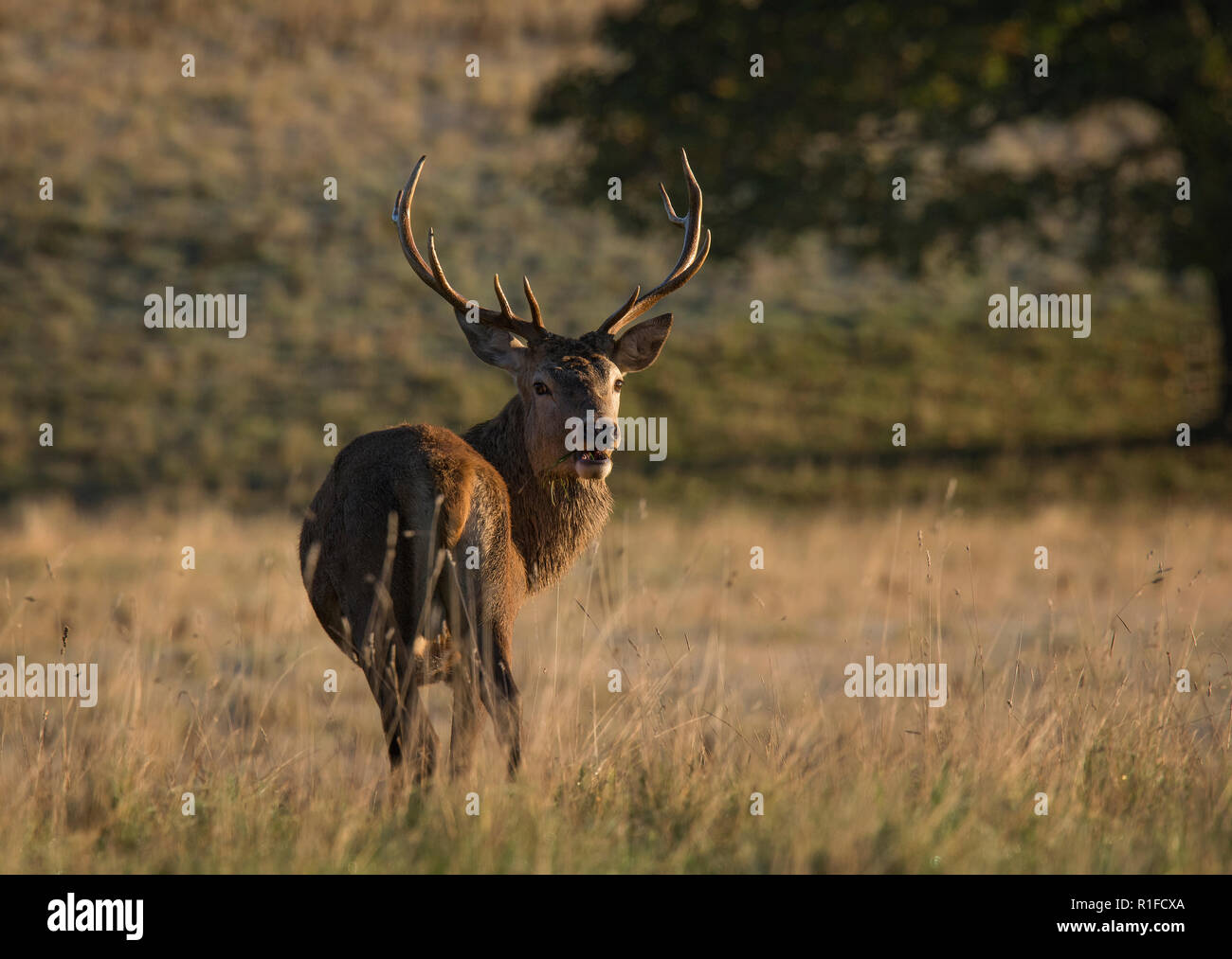 Red Deer stag, pendant le rut, Curvus elaphus, l'abbaye de Fountains, North Yorkshire, England, UK Banque D'Images