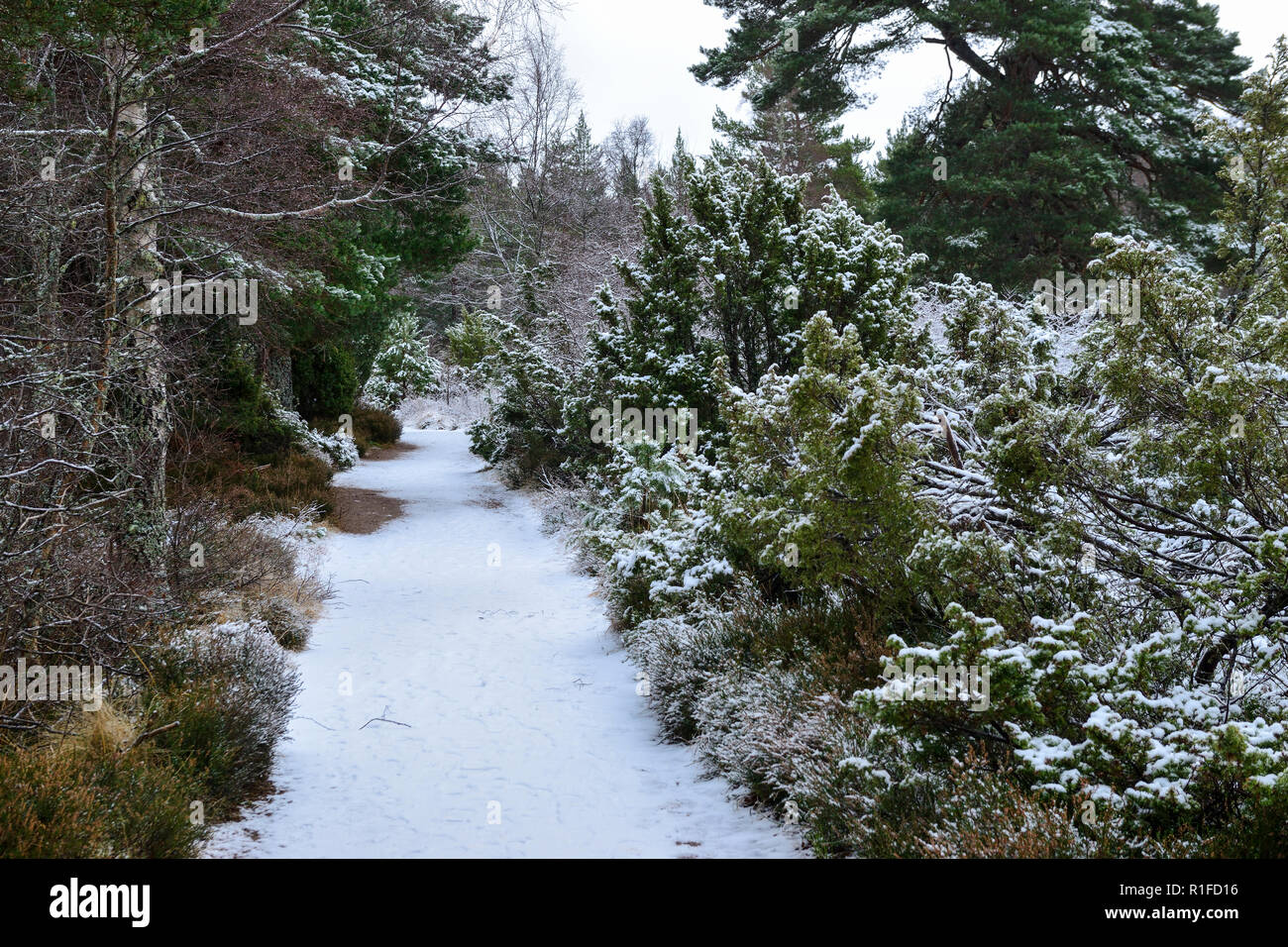 Promenade dans la forêt hiver neige, Rothiemurchus, près d'Aviemore, région des Highlands, Ecosse Banque D'Images