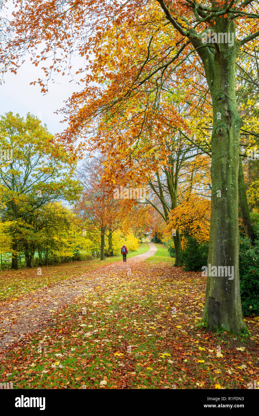 Un automne à pied dans la campagne, en Angleterre Banque D'Images