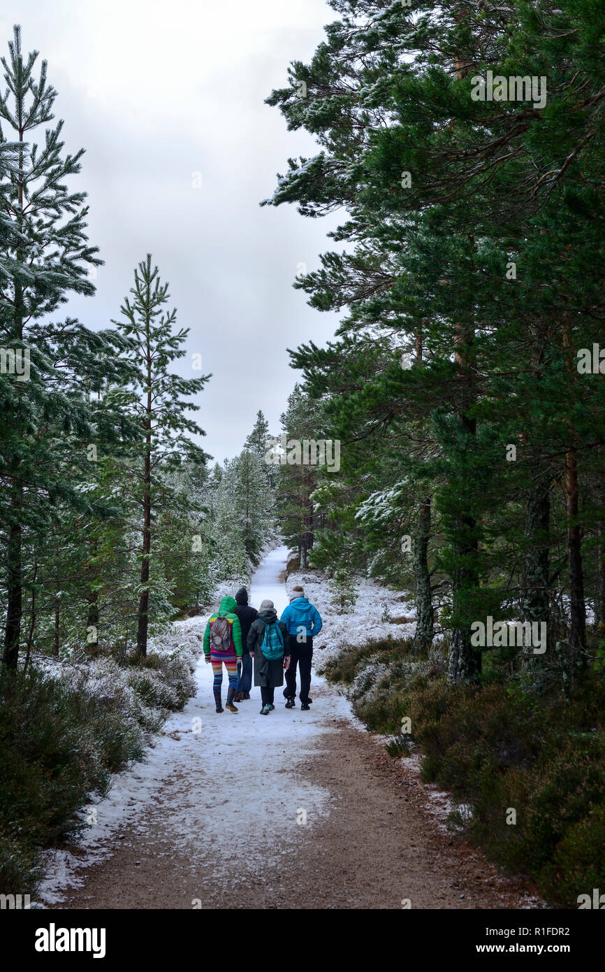 Promenade dans la forêt hiver neige, Rothiemurchus, près d'Aviemore, région des Highlands, Ecosse Banque D'Images