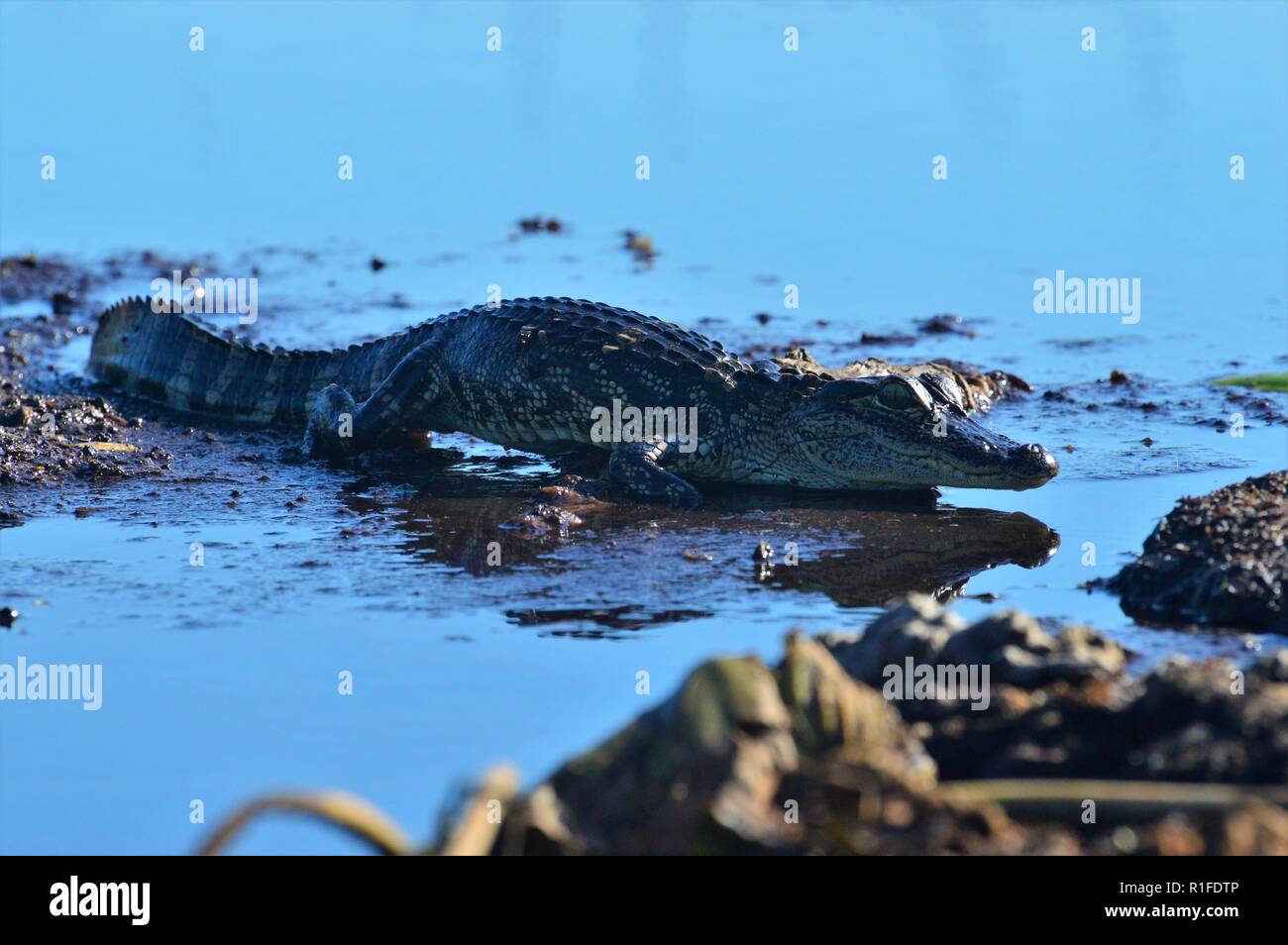 Alligator de bébé Banque D'Images Alligator de bébé Banque D'Images