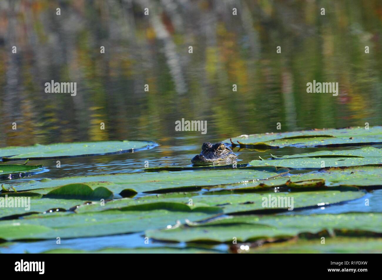 Alligator de bébé Banque D'Images Alligator de bébé Banque D'Images