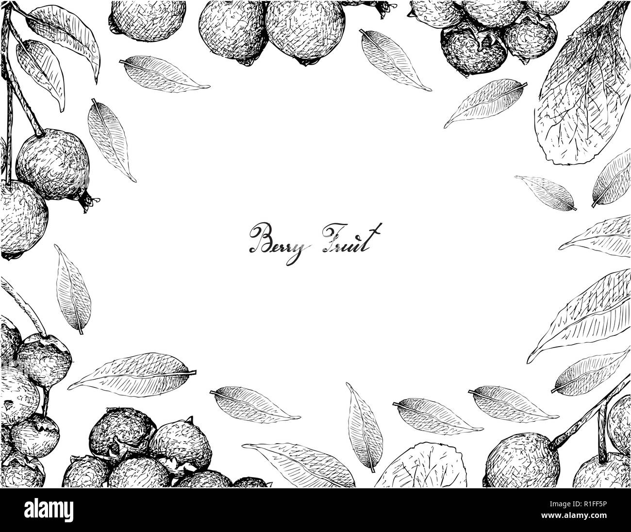 Petits fruits, Illustration cadre de croquis de la main Jostaberries et Lilly Pilly magenta, magenta Cherry ou Syzygium Paniculatum isolés Fruits o Illustration de Vecteur