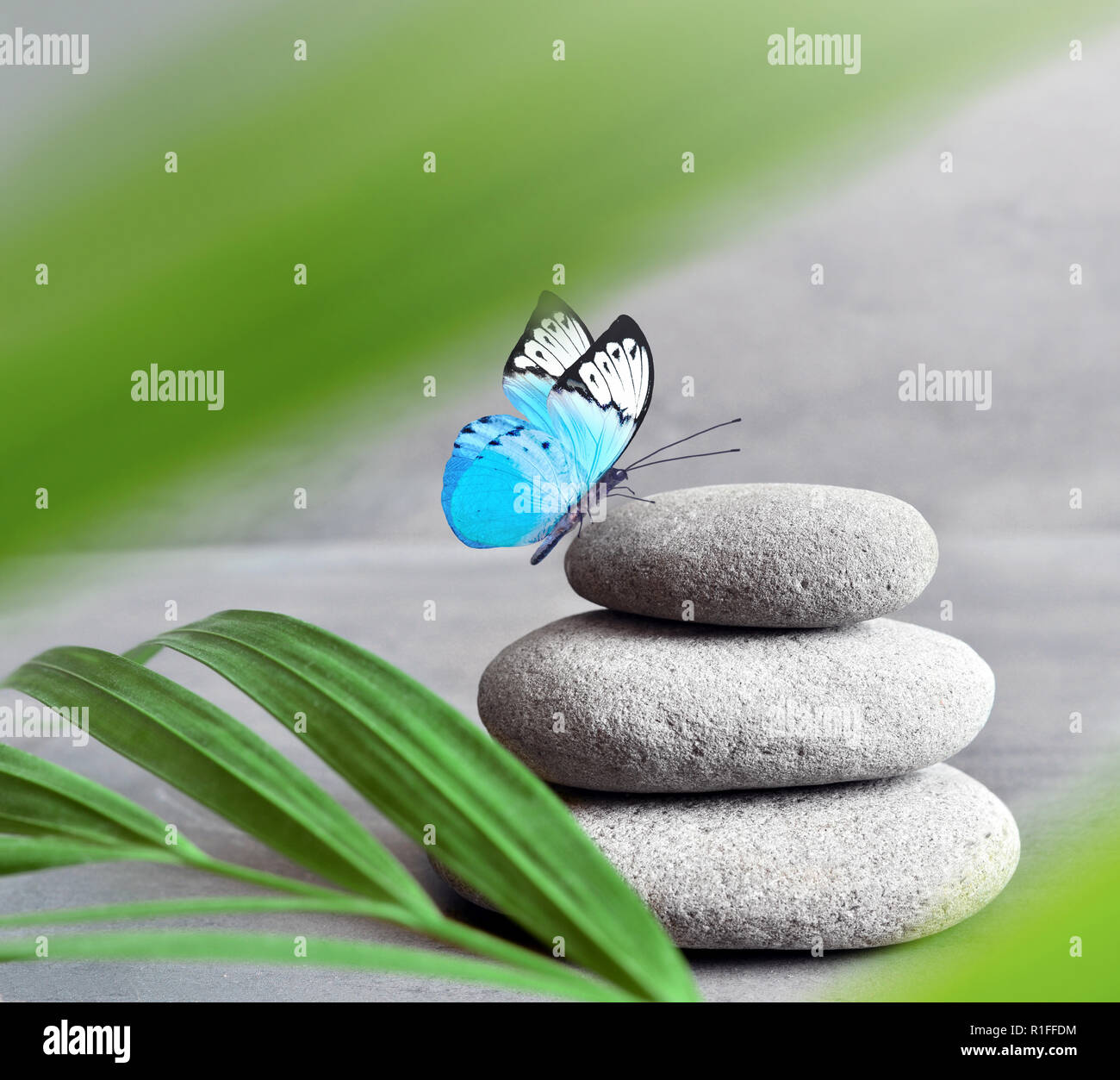 Papillon, pierres légers et équilibrés. Feuille de palmier. Concept spa et zen. Banque D'Images