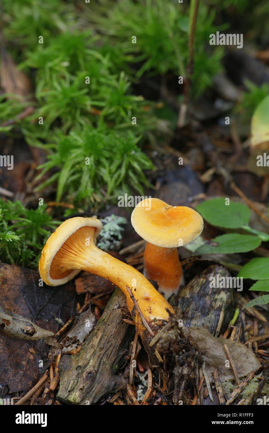 Hygrophoropsis aurantiaca, communément appelé le faux chanterell Banque D'Images