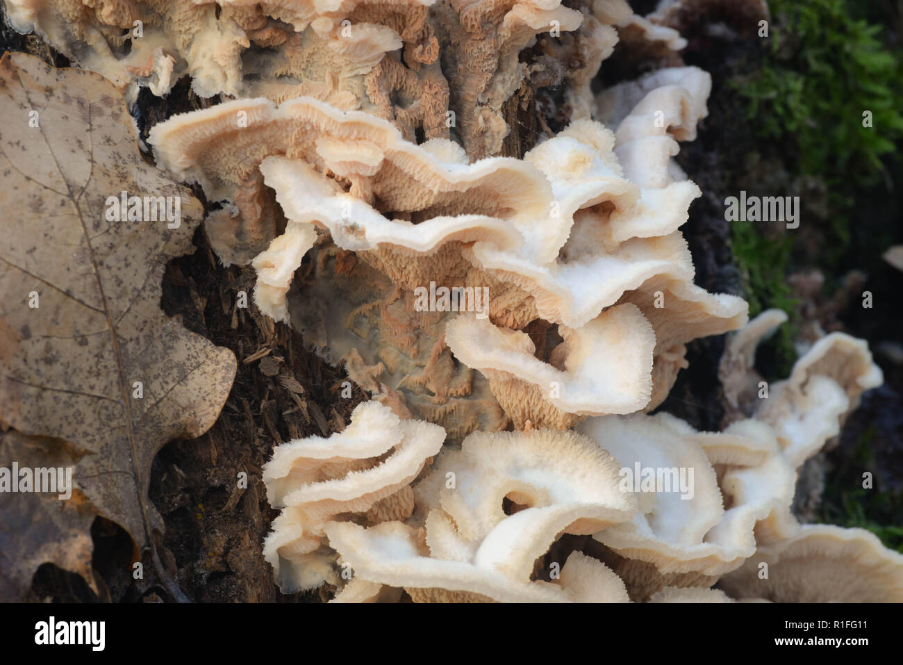 Schizophyllus communis white champignon sur souche d'arbre Banque D'Images