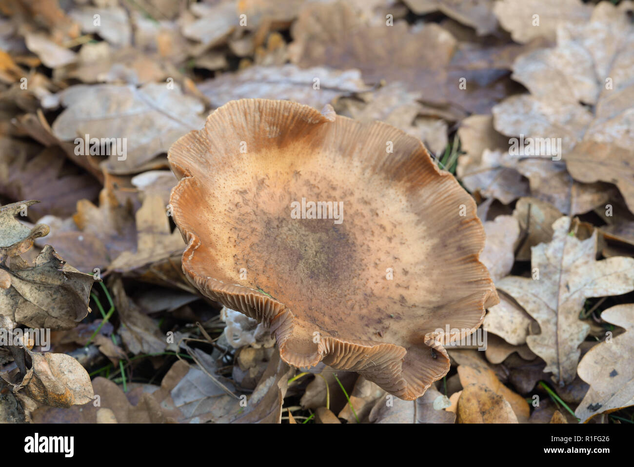 Champignon Armillaria ostoyae dans feuilles de chêne Banque D'Images