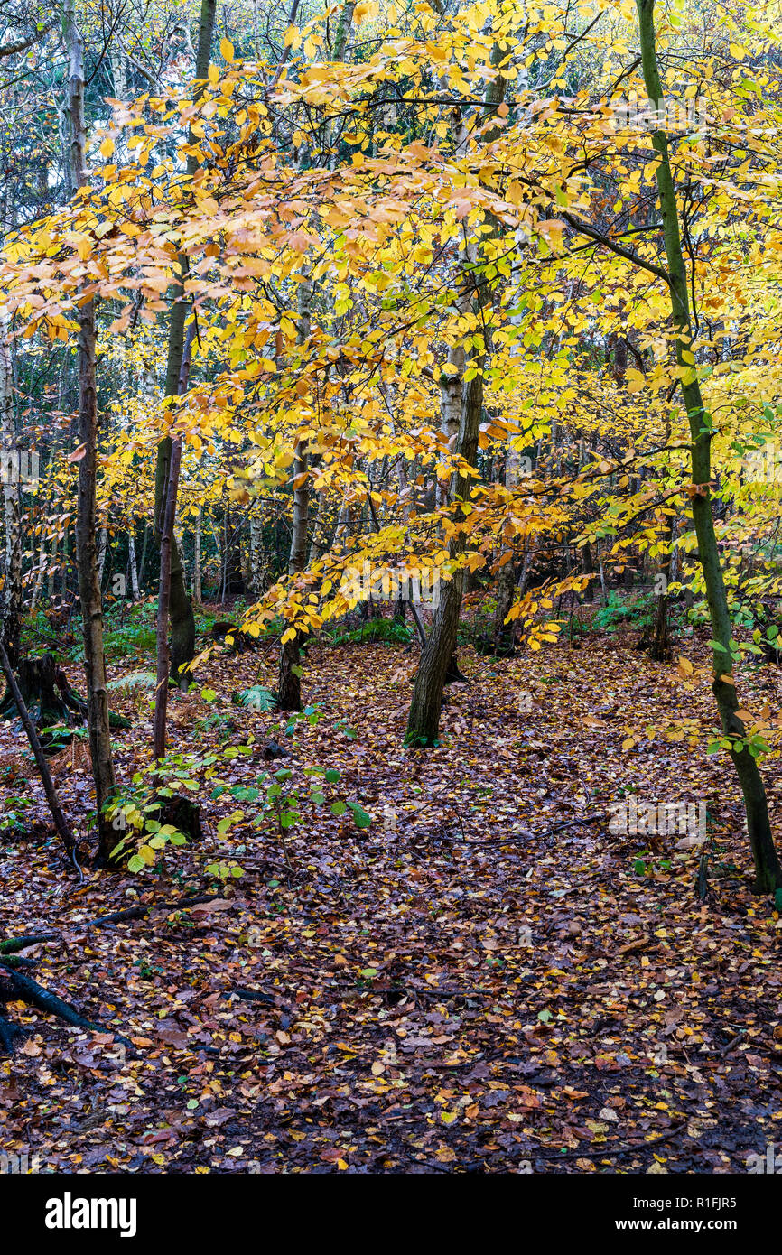Blean woods à l'automne et la pluie à Canterbury. Seul petit arbre rempli de feuilles jaunes et tout autour d'autres arbres sans feuille et sol recouvert de feuilles marron tombé. Banque D'Images